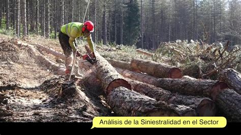 Prevención de riesgos laborales en el sector forestal madera YouTube