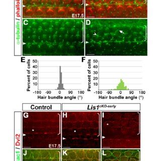 Aip And Act Genetically Interact In Arabidopsis A Aip Locus