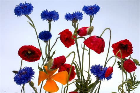 Kostenlose Foto Bl Tenblatt Flora Wilde Blume Wildblume