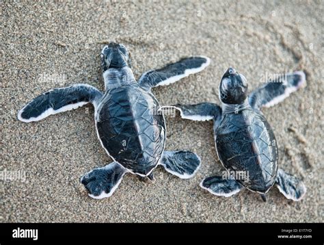 Baby Green Turtles Chelonia Mydas Make Their Way To Sea For The First