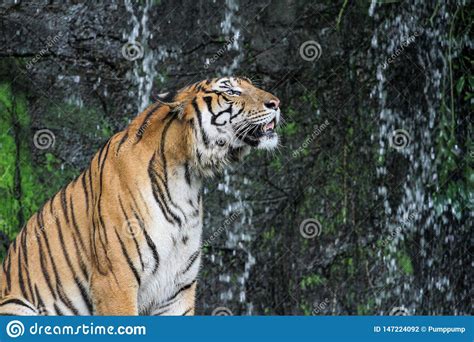 L Ngua Da Mostra Do Tigre Que Anda Na Frente Da Mini Cachoeira Foto De