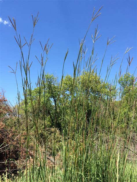 Big Bluestem - Andropogon gerardii - Renovo Seed