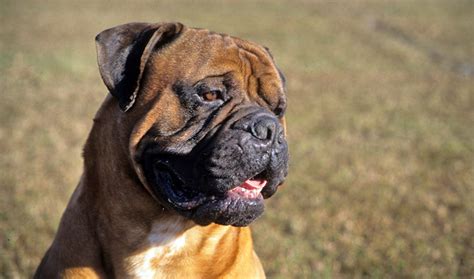 Bullmastiff Dog Breed Information Vetstreet Vetstreet