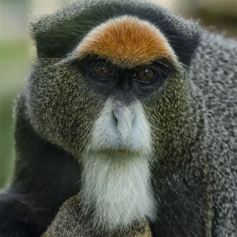 De Brazza's Monkey - Facts, Diet, Habitat & Pictures on Animalia.bio