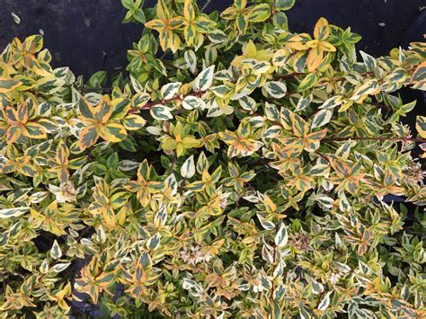 Kaleidoscope Abelia Southwest Nursery Wholesale Landscaping Supplies Dallas Fort Worth