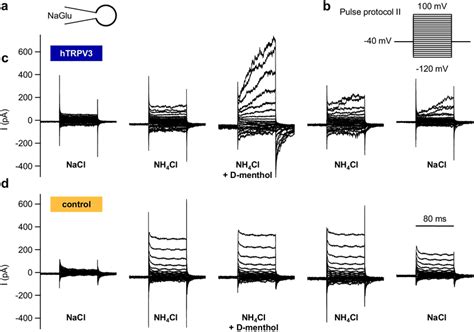 Whole Cell Recordings Kinetics Of NH4 Currents In HEK 293 Cells