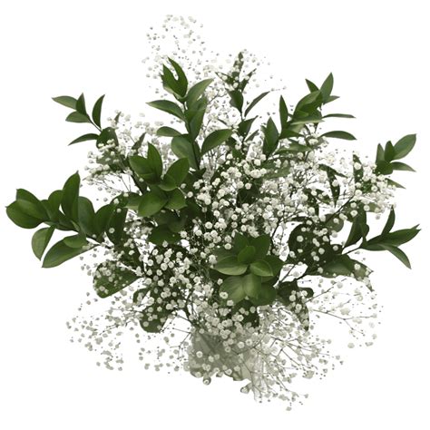 Baby Breath Flower Png Transparent Background