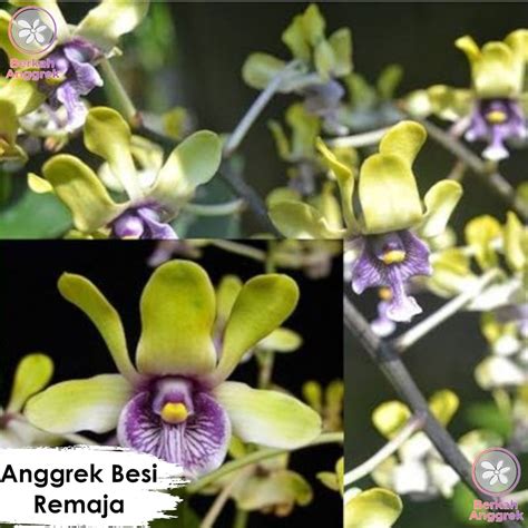 Jual Anggrek Besi Papua Dendrobium Besi Kondisi Remaja Shopee Indonesia