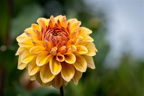 Red Dahlia, Cut Flower Free Stock Photo - Public Domain Pictures