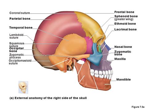 Sphenoid Bone And Ethmoid Bone Sphenoid Bone And Ethmoid Bone Chapter 7