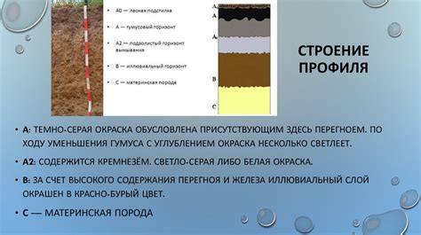 Дерново-подзолистая почва - презентация онлайн
