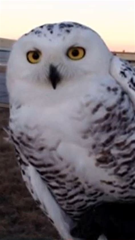 Snowy Owl With Blue Eyes