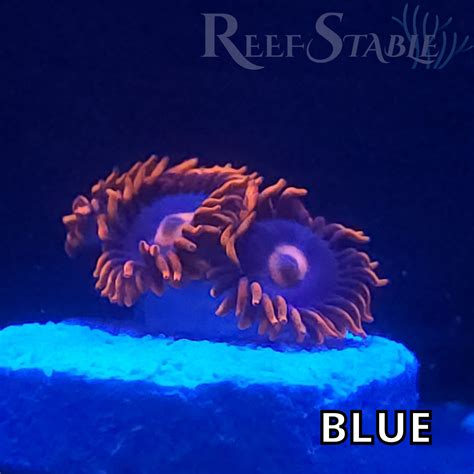 Red Hornet Zoa 2 Polyps Reef Stable