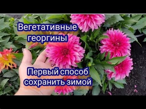 Вегетативные георгины. Черенкование для зимнего хранения. - YouTube