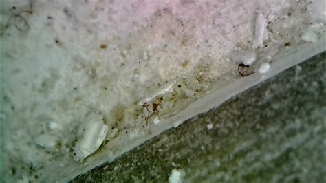 Glycyphagus Domesticus In Una Parete Umida Youtube