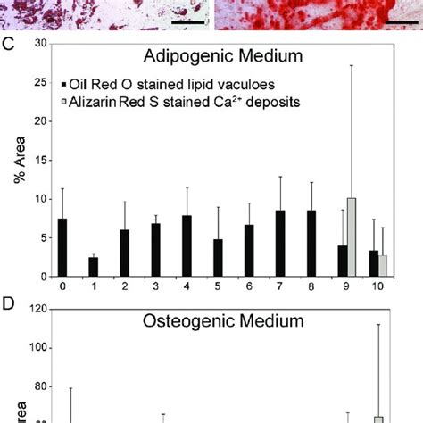 Adipose Derived Human Mesenchymal Stem Cells Hmscs Undergo