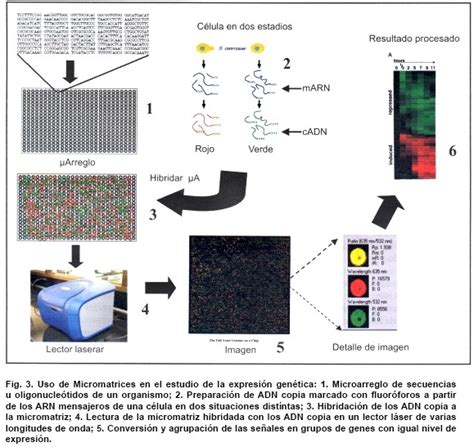 Impacto De La Biolog A Molecular Gen Mica Y Prote Mica En El Estudio