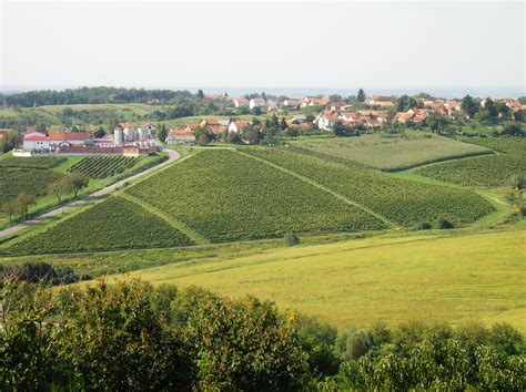 VINARIJA DARUVAR ( vinogradi i silosi u pozadini) | Daruvarska vinska cesta