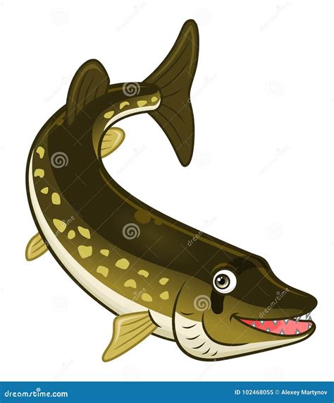 Chain Pickerel Or Esox Niger Freshwater Fish Cartoon Drawing Royalty