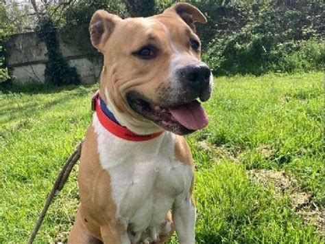 Chienne Staffie de 6 ans à donner Petite Annonce chien