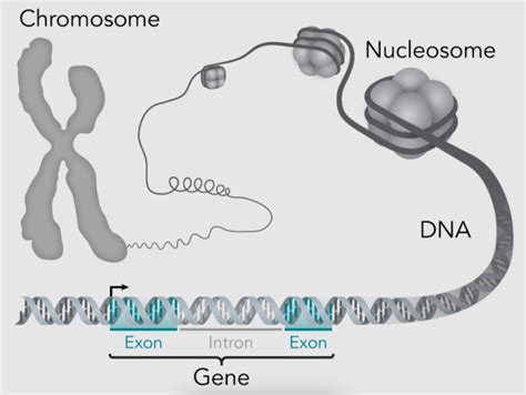 Gen Dna Ve Kromozom Gibi Kavramlar N Birbirinden Fark Nedir Ek I