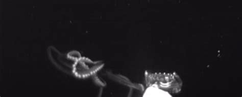 First-of-Its-Kind Video Shows Giant Squid Hunt Their Prey Deep in The ...