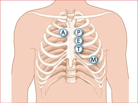 Cardiovascular Assessment Flashcards Quizlet