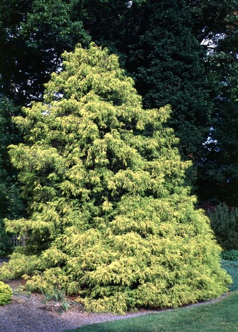 Chamaecyparis Pisifera Gold Spangle Japanese Falsecypre Siteone