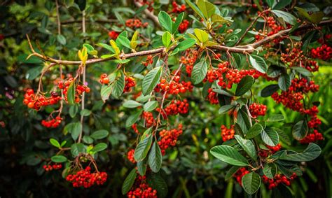 14 Utah Native Plants Ariiaantania