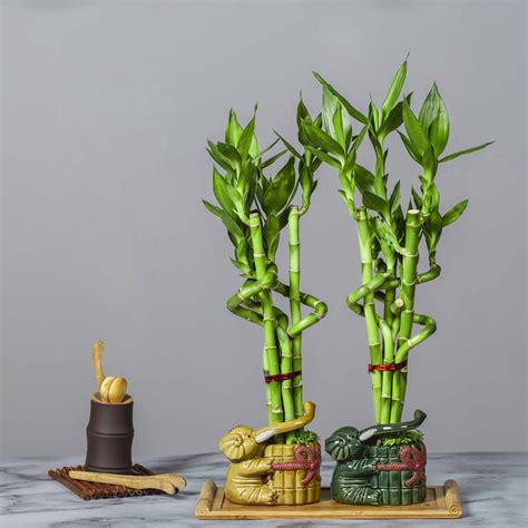 Spiral Lucky Bamboo Dracaena Sanderiana Dragon Embrace Evergreen