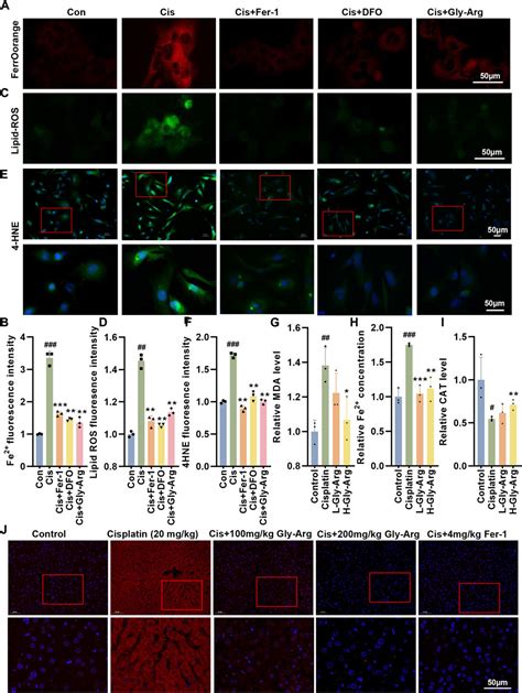 Frontiers Glycyrrhizin Arginine Salt Protects Against Cisplation