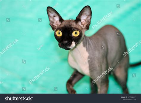 Beautiful Cat Breed Sphinx Naked Cat Stock Photo 1053630335 Shutterstock