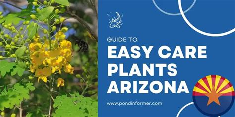 10 Native Low Maintenance Plants For Arizona Pond Informer