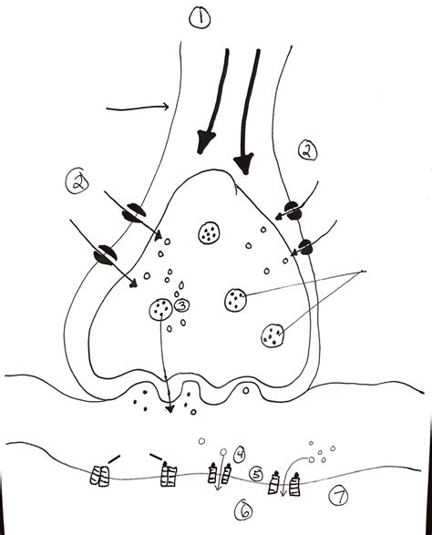 Science Quiz Diagram Labeling Diagram Quizlet