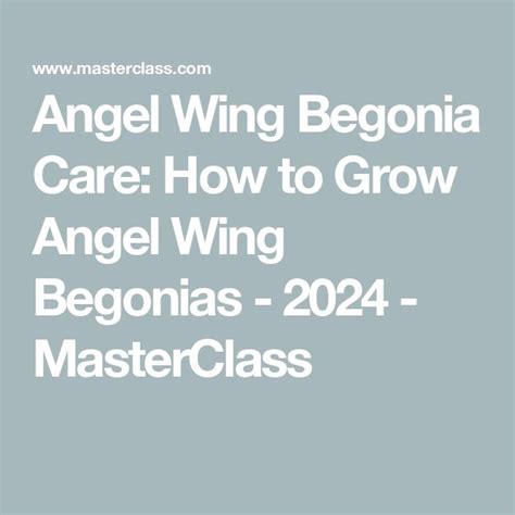 Angel Wing Begonia Care How To Grow Angel Wing Begonias 2024