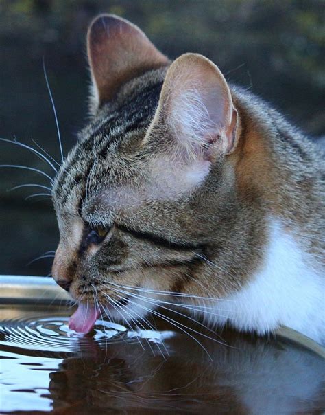 Cuanta Agua Puede Beber Mi Perro