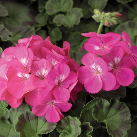 Pinto Premium F1 Series Geranium Flower Garden Seeds Deep Rose 100 Seeds Annual Flower