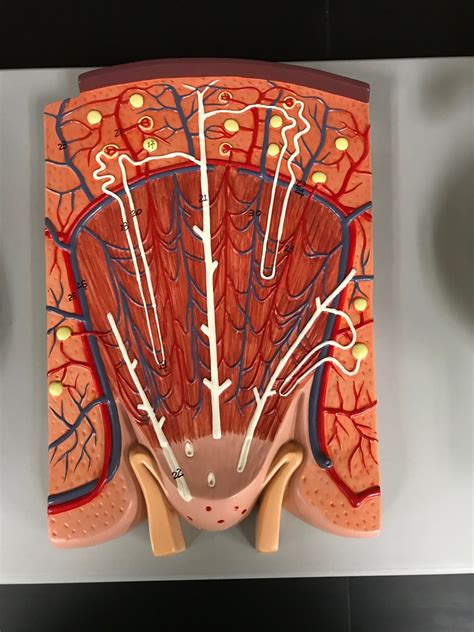 Kidney Cross Section Diagram Quizlet