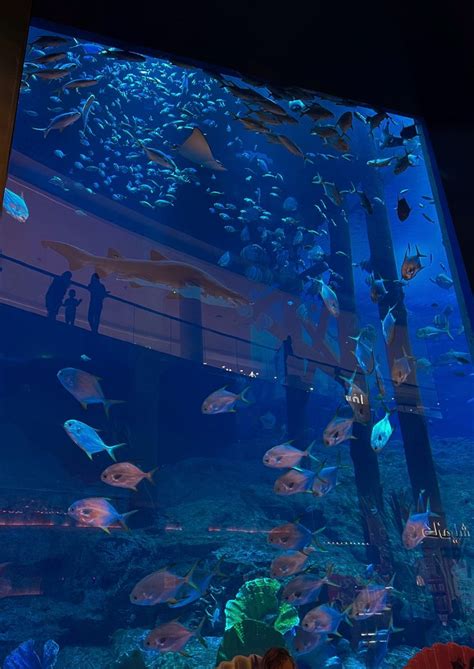 Dubai Aquarium