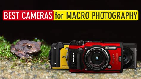 Top 5 Best Bridge Cameras For Macro Photography Best Macro Point