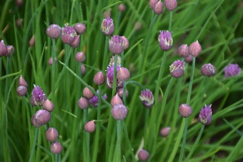 Allium Schoenoprasum Chives Flowering Onion Wild Chives North