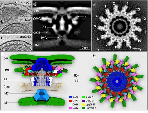 The Molecular Architecture Of The C Burnetii T Ss A C Tomographic