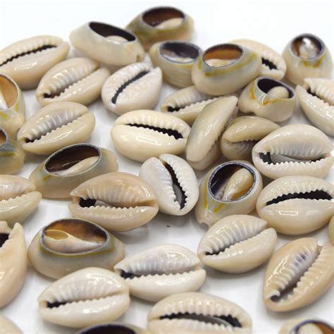cowrie shell etsy