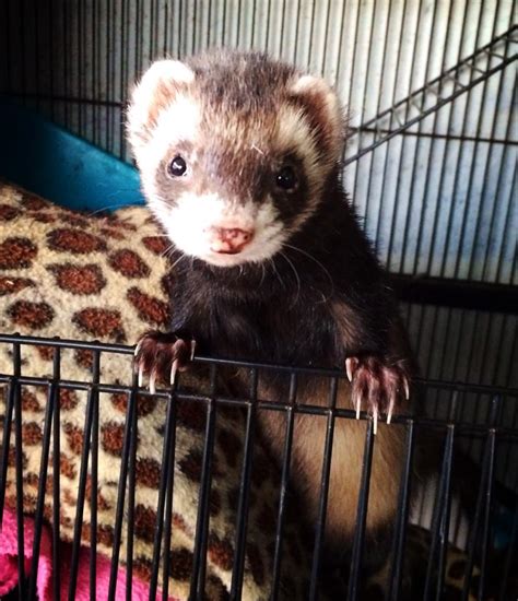 Exotic Pets