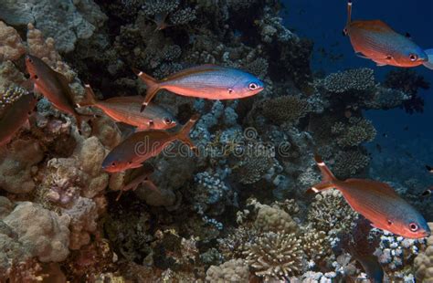 Suez Fusiliers Caesio Suevica In The Red Sea Stock Image Image Of