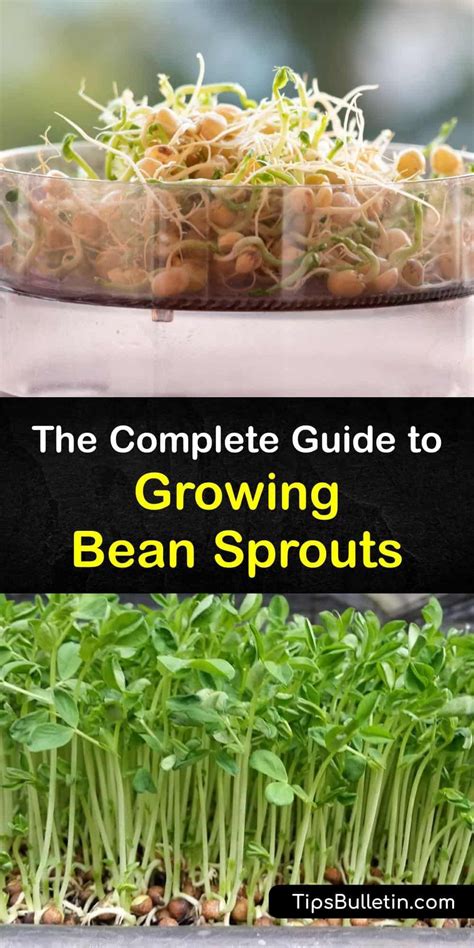 Growing Bean Sprouts At Home