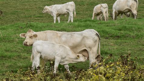 Mastitis Beef Cows How It Differes From Dairy Cow Mastitis