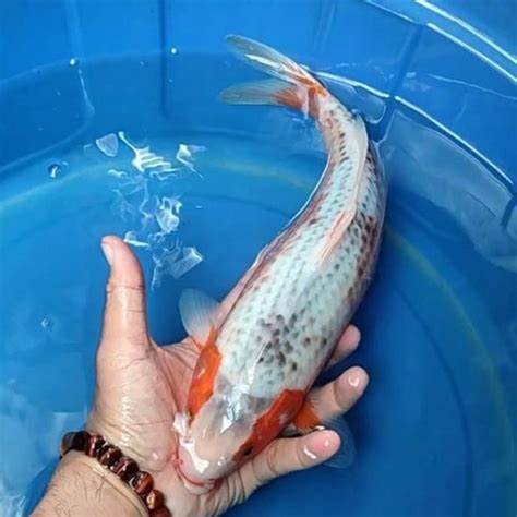 Jual Ikan Koi Blitar Jenis Asagi Rumah Koi Jakarta Kode