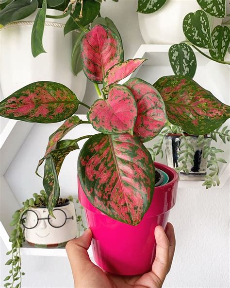 aglaonema varieties exploring stunning chinese evergreen plants