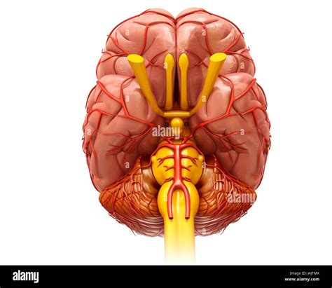 Darstellung Der Anatomie Des Menschlichen Gehirns Und Seine Arterien